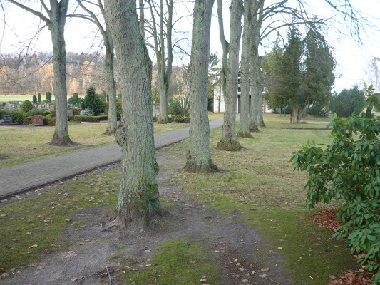 Die Lindenallee auf dem Friedhof Bispingen