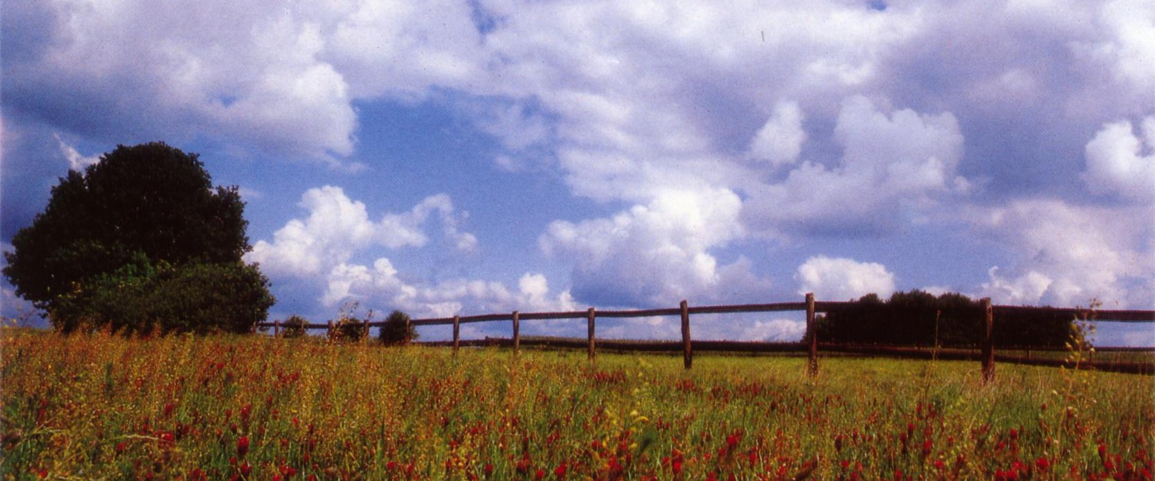 Ein Feld mit Kornblumen
